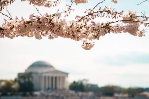 cherry blossoms