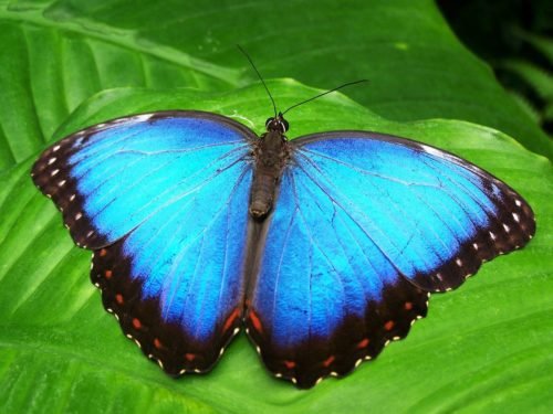 butterfly world