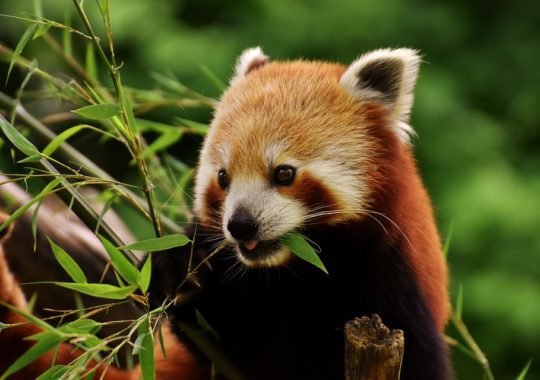 Visit Americas 5th Zoo, in Binghamton, New York