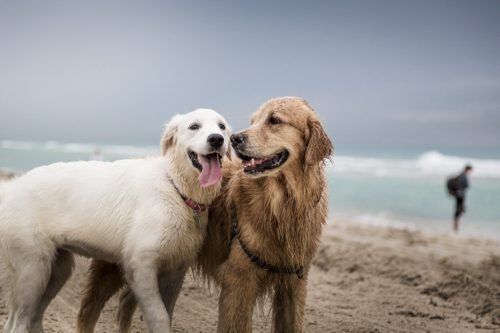 betsy and rosa at the beach in miami florida