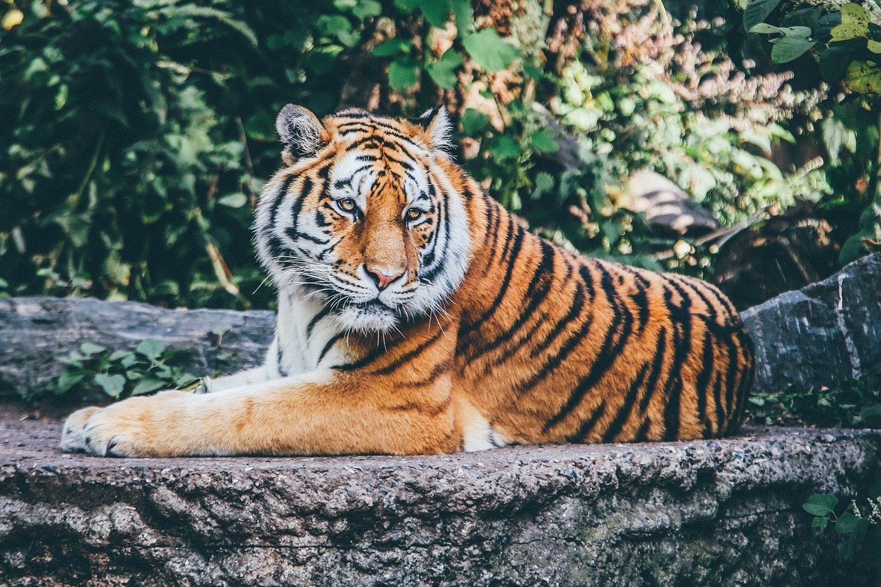 Unforgettable Encounter with the Big Cats at Big Cat Rescue