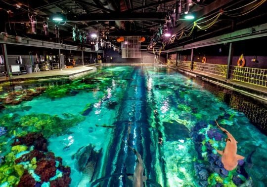 SeaWorld Offers The Ultimate Shark Experience As The Nation Celebrates Shark Awareness