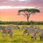 Embrace the Extraordinary with Oryx Safaris