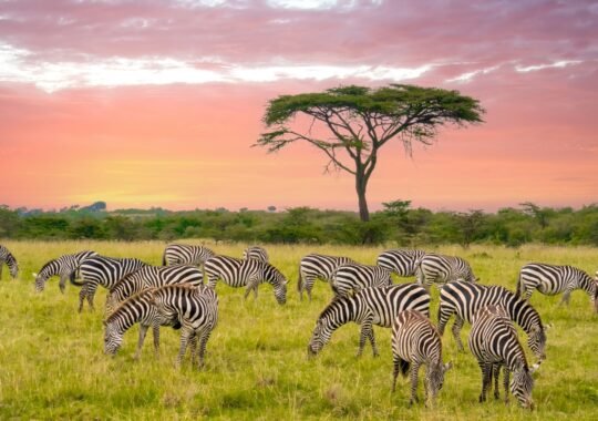 Embrace the Extraordinary with Oryx Safaris