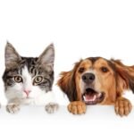 Traveling with Furry Friends: Tips for Pet-Friendly Adventures in Florida
