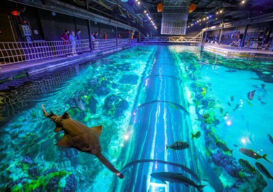 Dive into Adventure with SeaWorld’s Ultimate Shark Experience