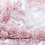 Hilton Elevates Cherry Blossom Season as Premier Hotel Provider for 2025 National Cherry Blossom Festival in Washington, D.C.
