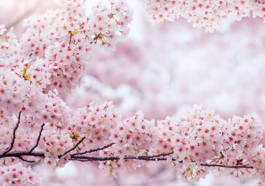 Hilton Elevates Cherry Blossom Season as Premier Hotel Provider for 2025 National Cherry Blossom Festival in Washington, D.C.