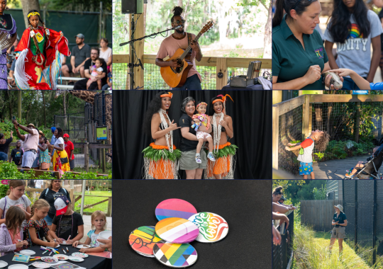 Sunset at the Zoo Returns: Central Florida’s Beloved After-Hours Summer Series