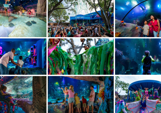 SEA LIFE Florida Grand Opening: A Magical “Theme Park Under the Sea” at LEGOLAND Florida Resort