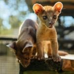 Central Florida Zoo Welcomes Rare Fossa Cubs
