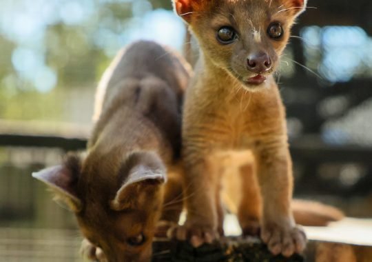 Central Florida Zoo Welcomes Rare Fossa Cubs