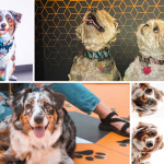 Puppy Pawty Returns to Museum of Illusions Orlando with New Fall Events and Deals