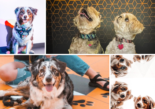 Puppy Pawty Returns to Museum of Illusions Orlando with New Fall Events and Deals