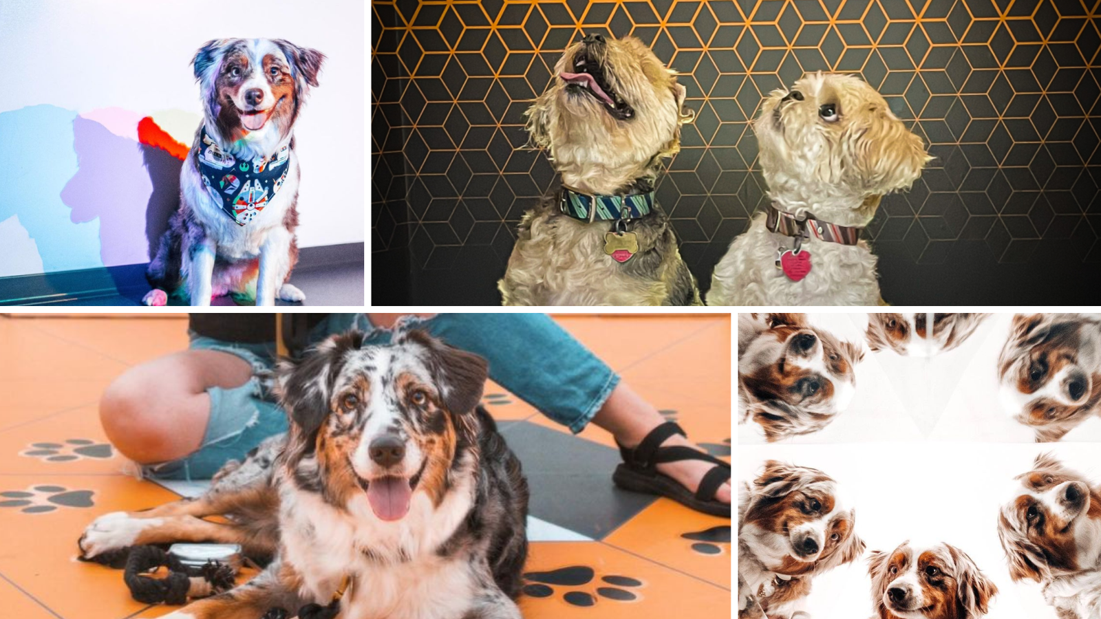 Puppy Pawty Returns to Museum of Illusions Orlando with New Fall Events and Deals 1 Museum of Illusions Orlando Events