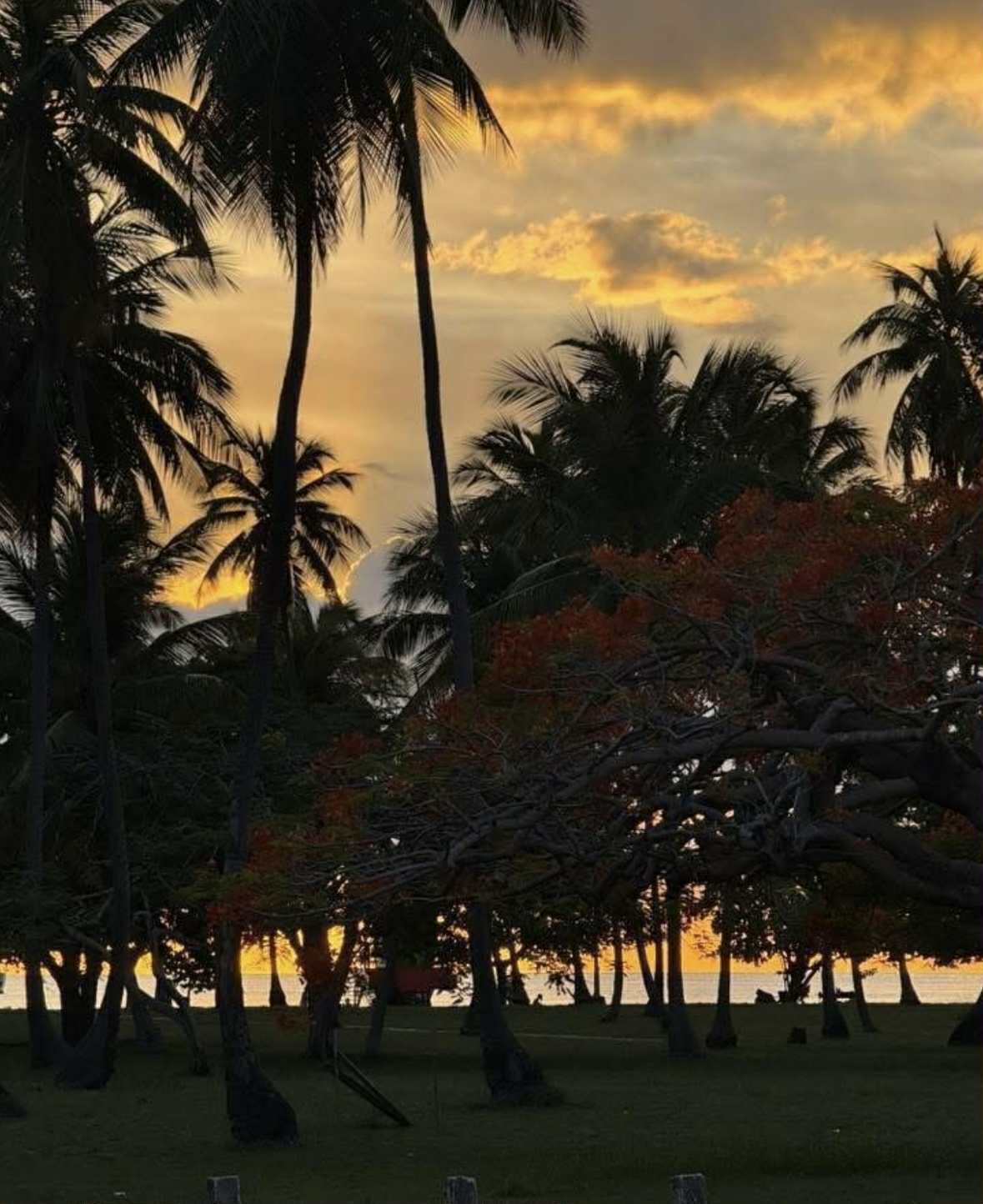 Explore Cabo Rojo: Top Reasons to Stay at Mi Casa Su Casa 4 Vibrant Flora and Colorful Trees in Puerto RICO